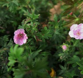 Kakost krvavý - Geranium sanguineum var. striatum