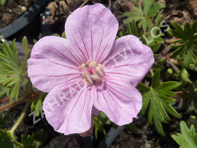 Kakost krvavý - Geranium sanguineum var. striatum