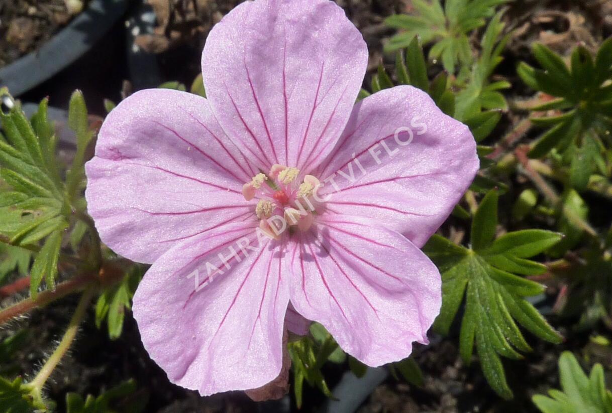Kakost krvavý - Geranium sanguineum var. striatum