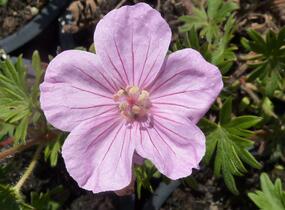 Kakost krvavý - Geranium sanguineum var. striatum