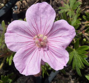 Kakost krvavý - Geranium sanguineum var. striatum