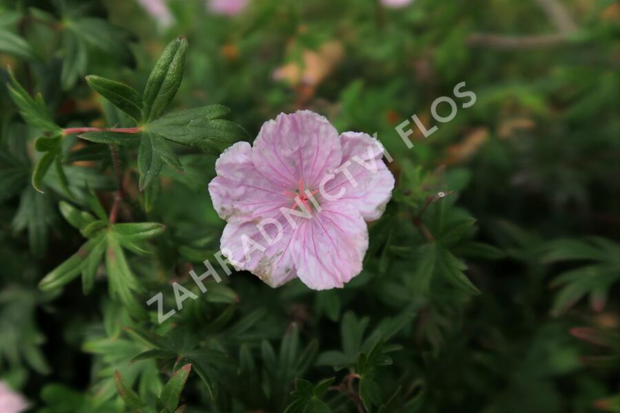 Kakost krvavý - Geranium sanguineum var. striatum