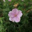 Kakost krvavý - Geranium sanguineum var. striatum