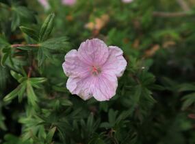 Kakost krvavý - Geranium sanguineum var. striatum