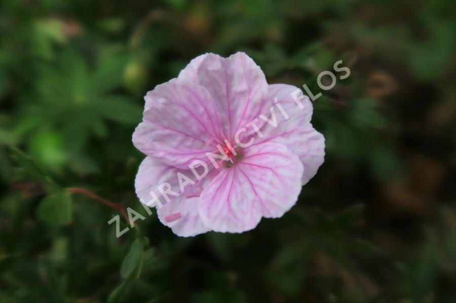 Kakost krvavý - Geranium sanguineum var. striatum