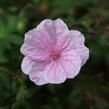 Kakost krvavý - Geranium sanguineum var. striatum