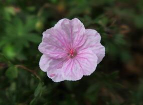 Kakost krvavý - Geranium sanguineum var. striatum
