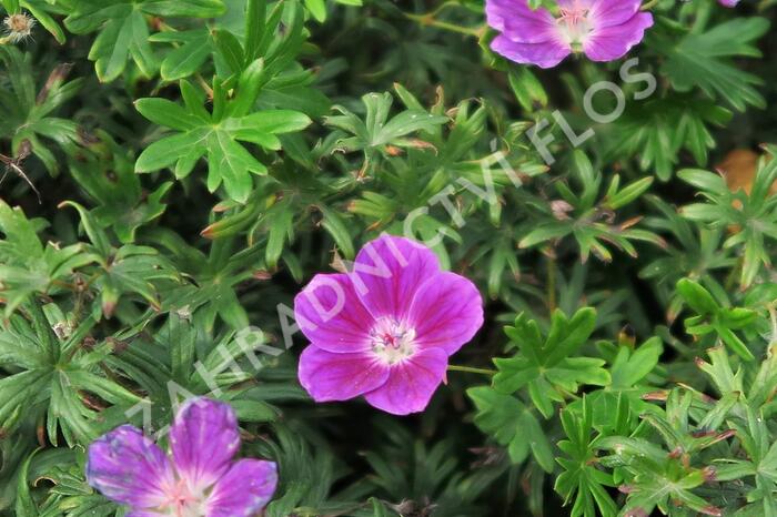 Kakost krvavý 'Elke' - Geranium sanguineum 'Elke'