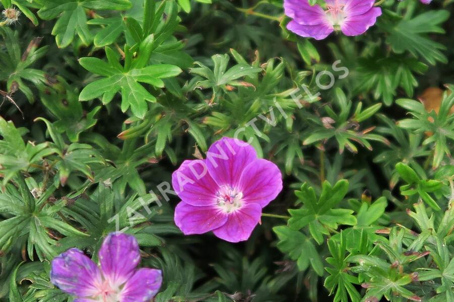 Kakost krvavý 'Elke' - Geranium sanguineum 'Elke'
