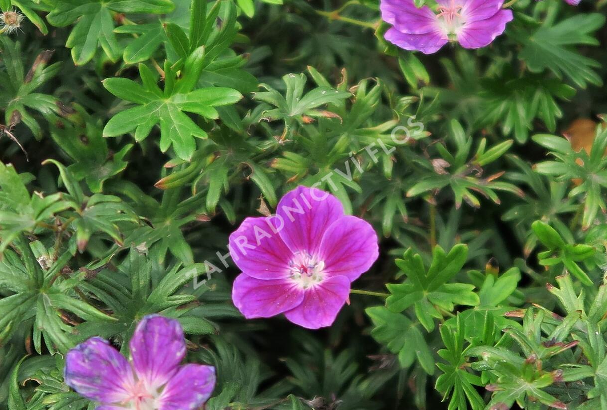 Kakost krvavý 'Elke' - Geranium sanguineum 'Elke'