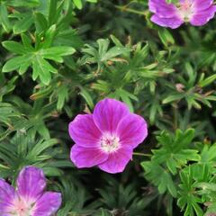 Kakost krvavý 'Elke' - Geranium sanguineum 'Elke'