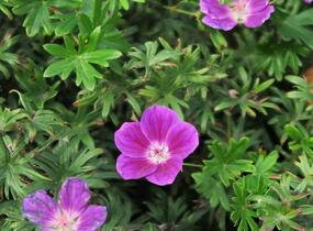 Kakost krvavý 'Elke' - Geranium sanguineum 'Elke'
