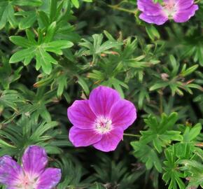 Kakost krvavý 'Elke'