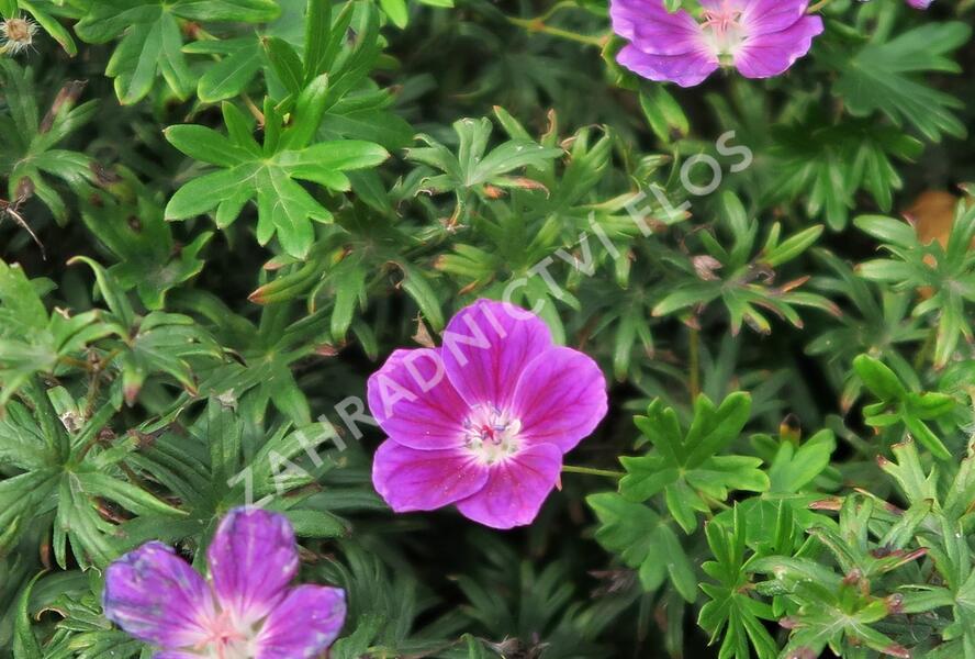 Kakost krvavý 'Elke' - Geranium sanguineum 'Elke'