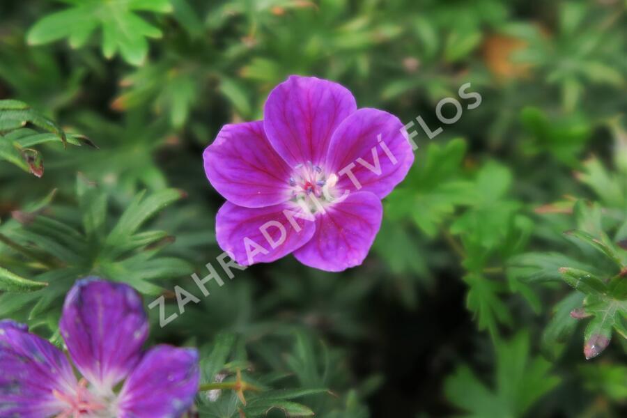 Kakost krvavý 'Elke' - Geranium sanguineum 'Elke'