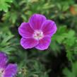 Kakost krvavý 'Elke' - Geranium sanguineum 'Elke'