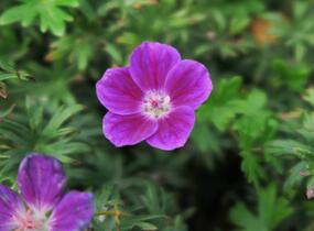 Kakost krvavý 'Elke' - Geranium sanguineum 'Elke'