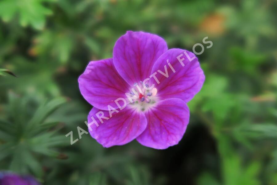 Kakost krvavý 'Elke' - Geranium sanguineum 'Elke'