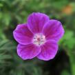 Kakost krvavý 'Elke' - Geranium sanguineum 'Elke'