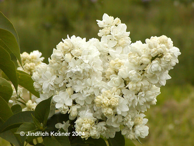 Šeřík obecný 'Monique Lemoine' - Syringa vulgaris 'Monique Lemoine'