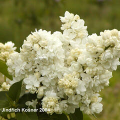 Šeřík obecný 'Monique Lemoine' - Syringa vulgaris 'Monique Lemoine'