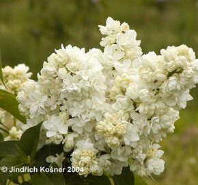 Šeřík obecný 'Monique Lemoine' - Syringa vulgaris 'Monique Lemoine'