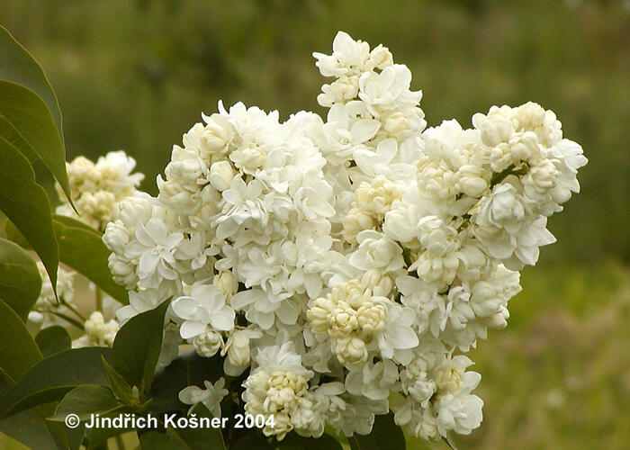 Šeřík obecný 'Monique Lemoine' - Syringa vulgaris 'Monique Lemoine'