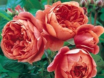 Růže anglická David Austin 'Summer Song' - Rosa S 'Summer Song'