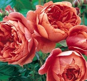 Růže anglická David Austin 'Summer Song'