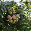 jeb oskerue - Sorbus domestica