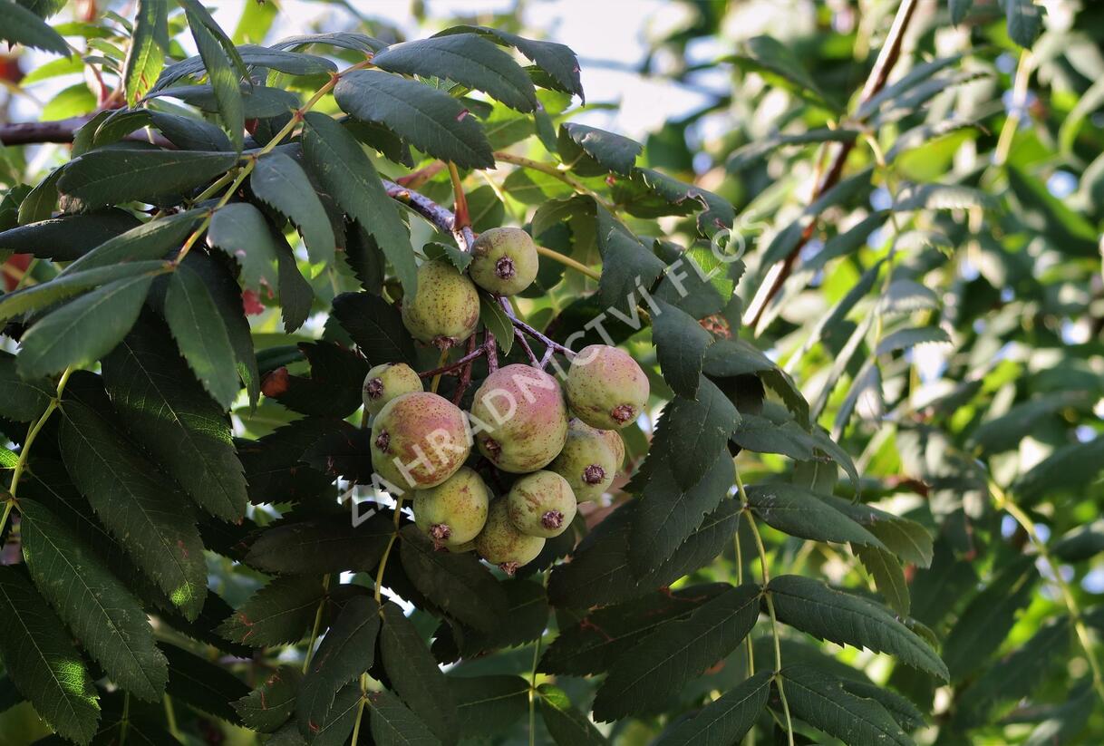 Jeřáb oskeruše - Sorbus domestica