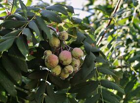 Jeřáb oskeruše - Sorbus domestica