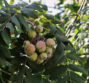 Jeřáb oskeruše - Sorbus domestica