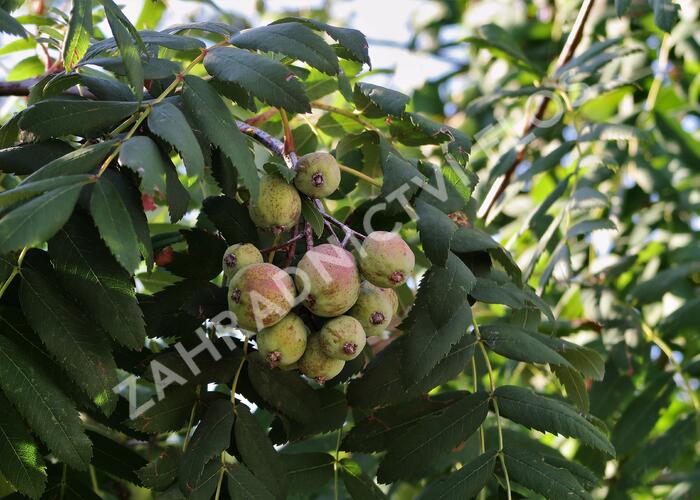 Jeřáb oskeruše - Sorbus domestica
