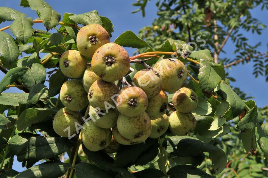 Jeřáb oskeruše - Sorbus domestica