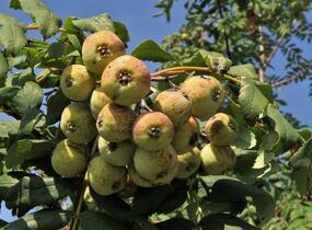 Jeřáb oskeruše - Sorbus domestica