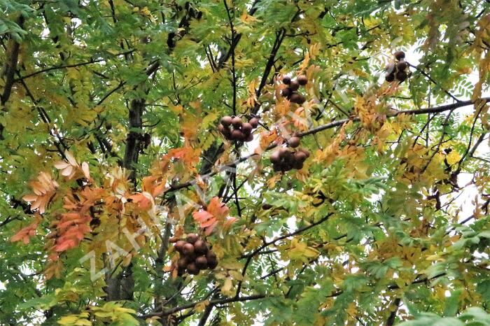 Jeřáb oskeruše - Sorbus domestica