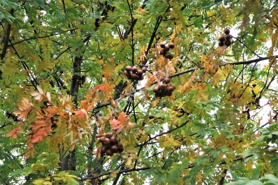 Jeřáb oskeruše - Sorbus domestica