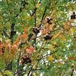 Jeřáb oskeruše - Sorbus domestica