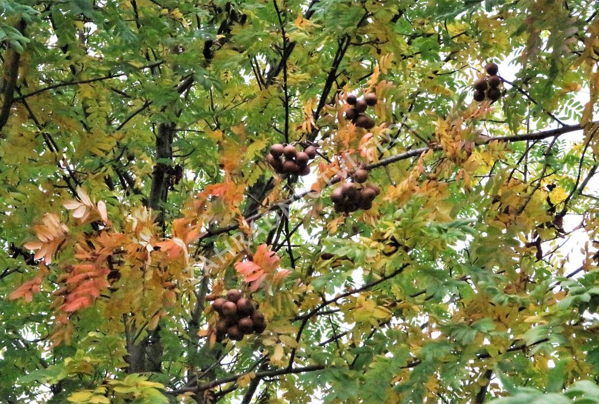 Jeřáb oskeruše - Sorbus domestica
