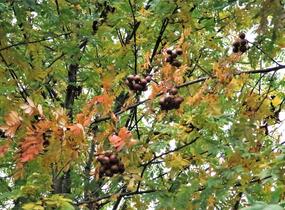 Jeřáb oskeruše - Sorbus domestica