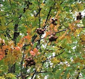 Jeřáb oskeruše - Sorbus domestica