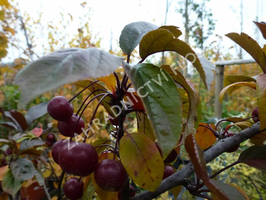 Jabloň okrasná Sieboldova 'Scarlett' - Malus toringo 'Scarlett'