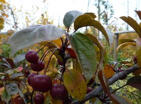 Jabloň okrasná Sieboldova 'Scarlett' - Malus toringo 'Scarlett'