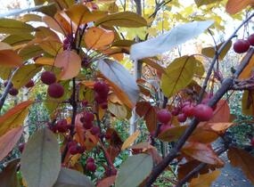 Jabloň okrasná Sieboldova 'Scarlett' - Malus toringo 'Scarlett'
