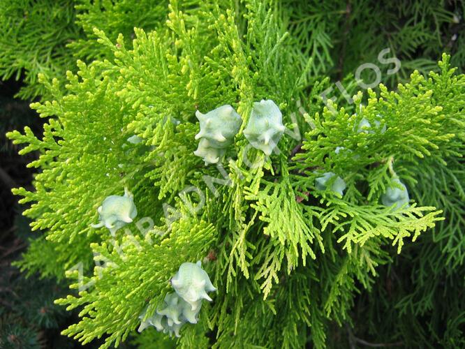 Zerav východní 'Pyramidalis Aurea' - Thuja orientalis 'Pyramidalis Aurea'