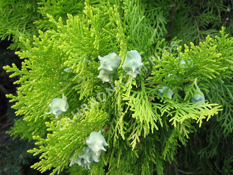 Zerav, túje východní 'Pyramidalis Aurea' - Thuja orientalis 'Pyramidalis Aurea'