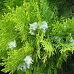 Zerav východní 'Pyramidalis Aurea' - Thuja orientalis 'Pyramidalis Aurea'