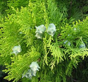 Zerav, túje východní 'Pyramidalis Aurea' - Thuja orientalis 'Pyramidalis Aurea'