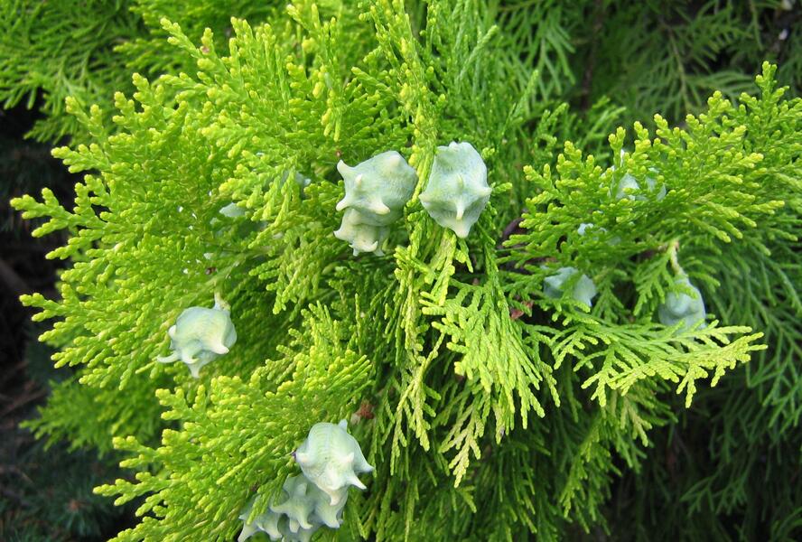 Túje, zerav východníí 'Pyramidalis Aurea' - Thuja orientalis 'Pyramidalis Aurea'